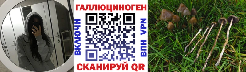 Псилоцибиновые грибы GOLDEN TEACHER  купить наркоту  Гатчина 