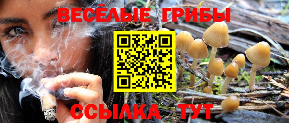 Гатчина  Галлюциногенные грибы Psilocybine cubensis  Вход с VPN 